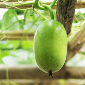 Ash Gourd