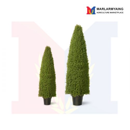 boxwood-tree