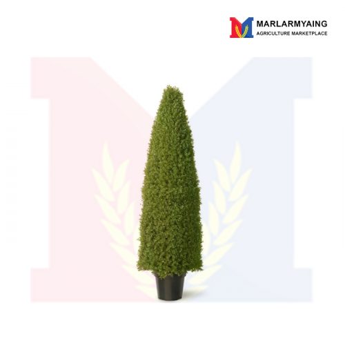 boxwood-tree-95cm