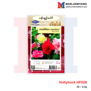 Home Garden Hollyhock