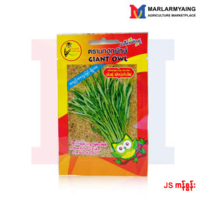 JS Water Spinach/Kang Kong