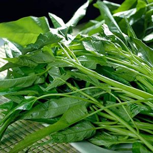 Water Spinach