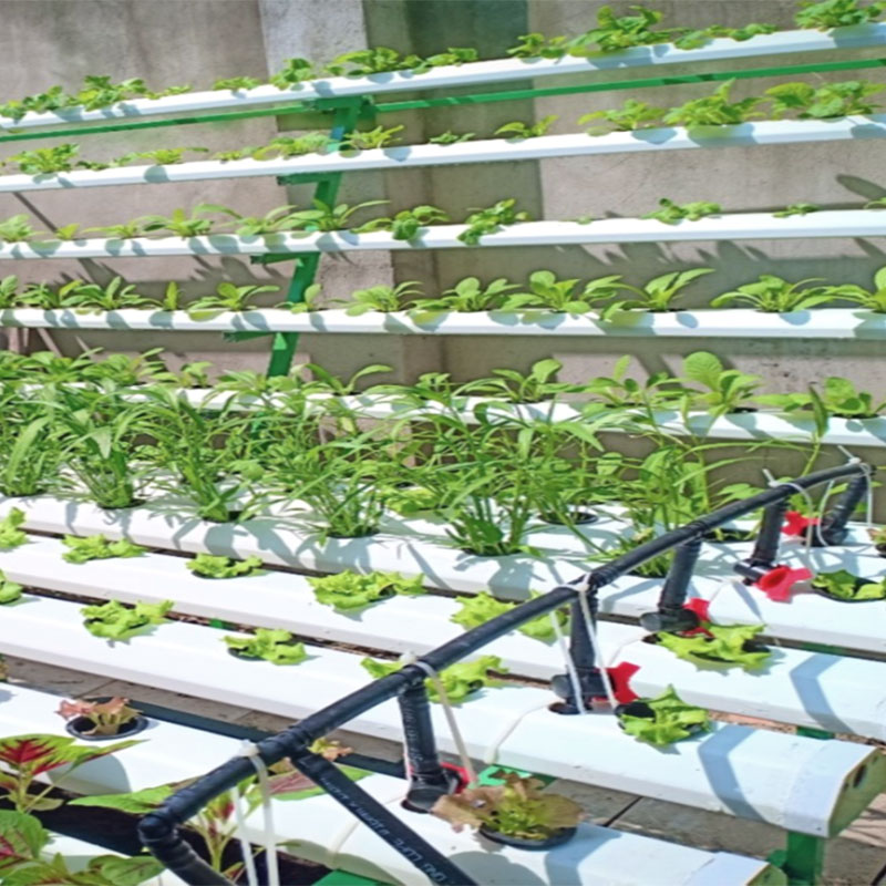 Hydroponic System (2)