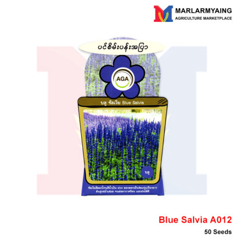 AGA-A012-Blue-Salvia