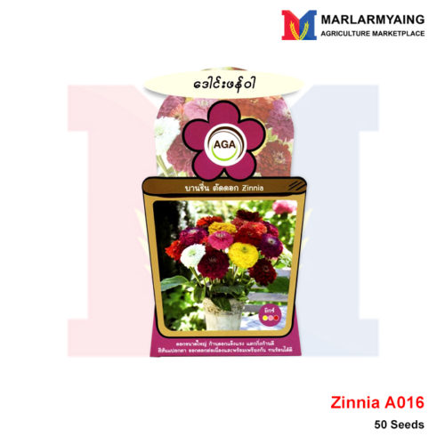 AGA-A016-Zinnia