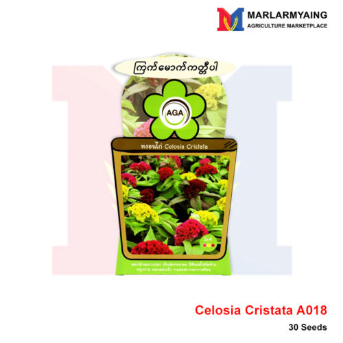 AGA-A018-Celosia-Cristata