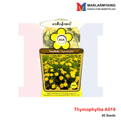 AGA-A019-Thymophyllia