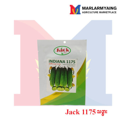 Jack Cucumber Indiana 1175